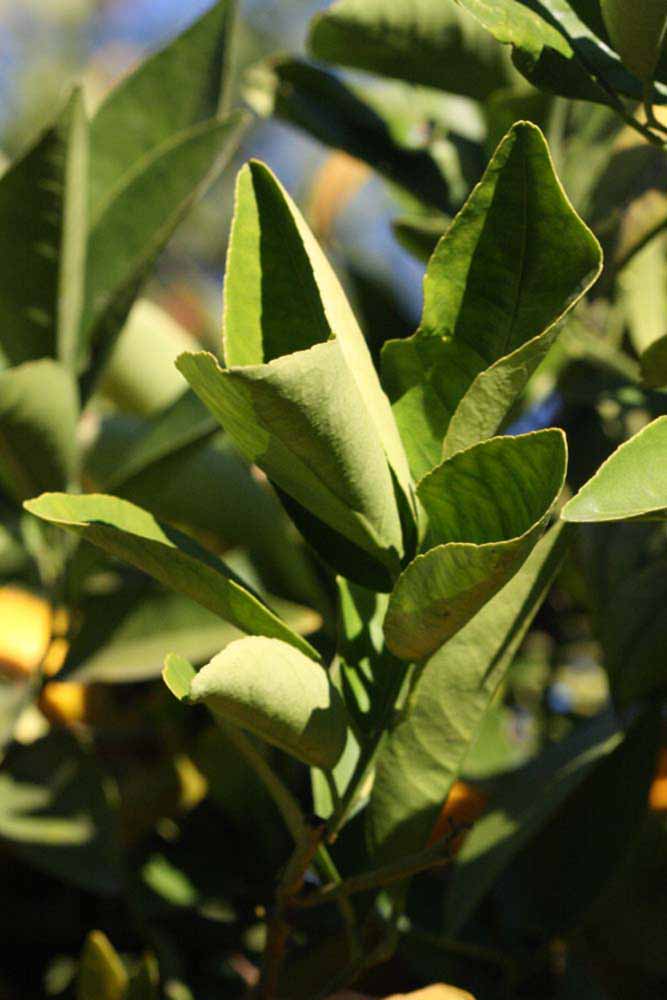            Sun leaves (Riverside, CA)   